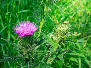 Thistle flower on the meadow.