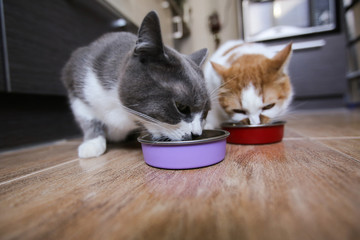 Cats eat food from bowls. Feeding pets