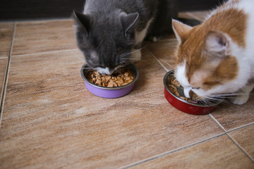Cats eat food from bowls. Feeding pets