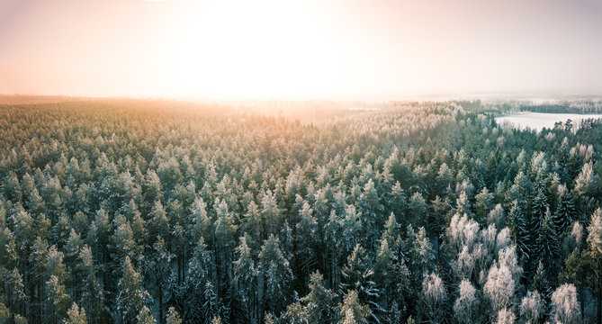 Beautiful Winter Scenery With Sunrise Over The Tree Tops Of Pine Forest. Sunlight Shines Through The Mist Creating Stunning Aerial Panorama. Moody Winter Day's Landscape With Warm Sunlight. 