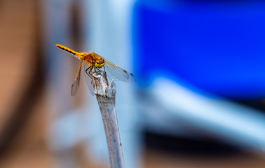 Yellow dragonfly on branch