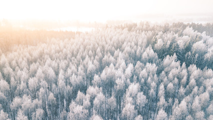 Beautiful winter scenery with sunrise over the tree tops of pine forest. Sunlight shines through the mist creating stunning aerial panorama. Moody winter day's landscape with warm sunlight. 