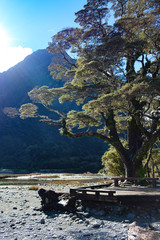Tree on shoreline with boardwark at Milford Sound, South Island, New Zealand