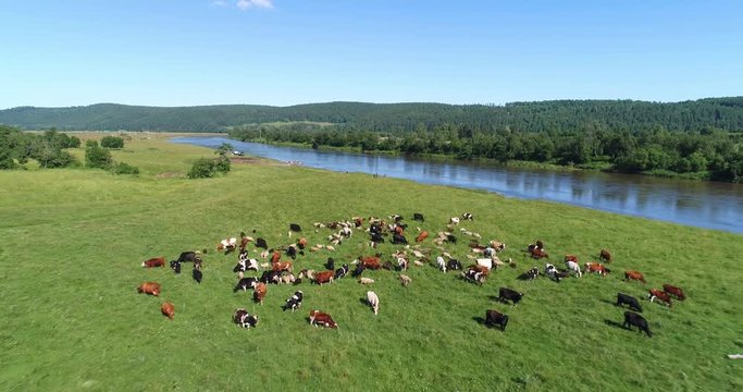Aerial view of the herd of cows and sheep at green meadow near with river. Drone video at river and green field with herd of cows and sheeps. Ural, Bashkiria, Russia.
