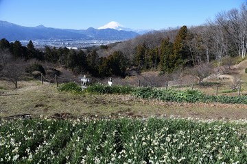 Fototapeta na wymiar Mt.Fuji seen from Kanagawa Prefecture in Japan