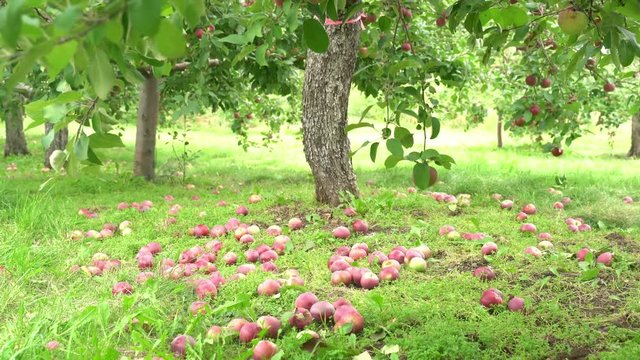 Many mature apple hanging on the tree and lying on the ground