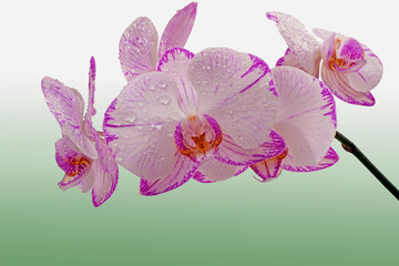 Colorful orchid in drops of water isolated with clipping path. Sprig of orchids purple stripes on a gentle background.