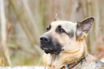 East European Shepherd. Young energetic scared dog walks in the forest. Harmonious relationship with the dog: mental health, education and training.