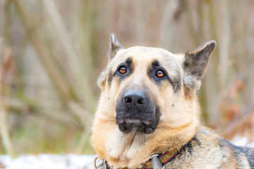 East European Shepherd. Young energetic scared dog walks in the forest. Harmonious relationship with the dog: mental health, education and training.