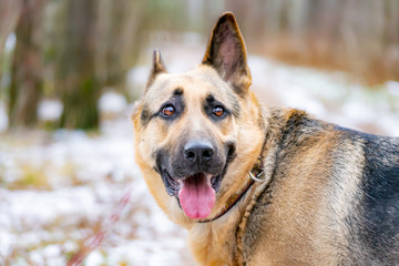 East European Shepherd. Young energetic scared dog walks in the forest. Harmonious relationship with the dog: mental health, education and training.