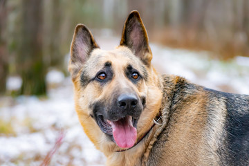 East European Shepherd. Young energetic scared dog walks in the forest. Harmonious relationship with the dog: mental health, education and training.