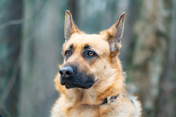 Fototapeta premium East European Shepherd. Young energetic scared dog walks in the forest. Harmonious relationship with the dog: mental health, education and training.