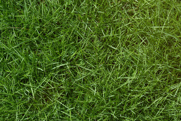 Texture of green grass