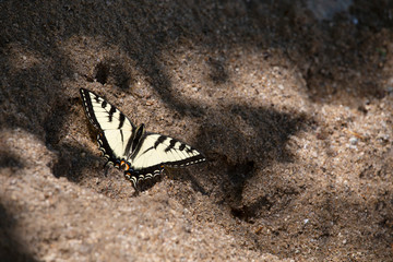 butterfly2