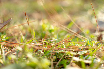 Grass