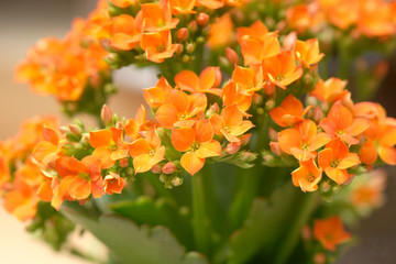 동서양 야생식물 다양한 꽃 식물 정물 백그라운드 사진 이미지