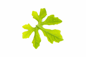 Bitter gourd or Monordica charantia leaf isolated on white