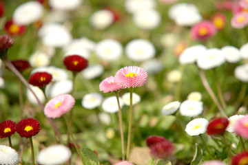 동서양 야생식물 다양한 꽃 식물 정물 백그라운드 사진 이미지