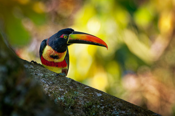 is a toucan, a beautiful and colorful near-passerine bird with big beak