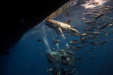 Great White Shark  in cage diving 