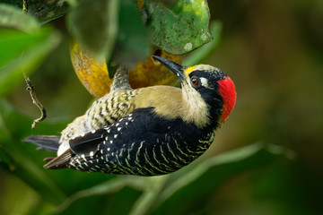 Black-cheeked Woodpecker - Melanerpes pucherani resident breeding black and white and red bird