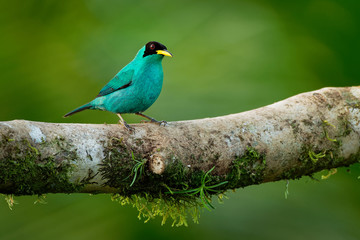 Green Honeycreeper - Chlorophanes spiza, small bird in the tanager family.