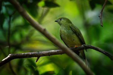 Long-tailed manakin - Chiroxiphia linearis species of bird in the Pipridae family native to Central America