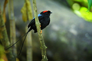 Long-tailed manakin - Chiroxiphia linearis species of bird in the Pipridae family native to Central America