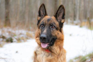 German Shepherd. Young energetic dog walks in the forest.
