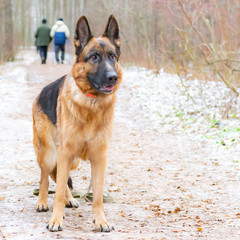German Shepherd. Young energetic dog walks in the forest.