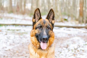 German Shepherd. Young energetic dog walks in the forest.