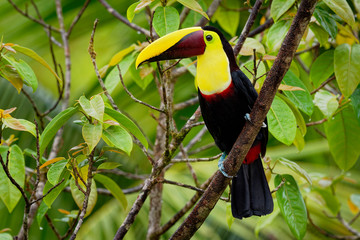 Yellow-throated (Black-mandibled) Toucan - Ramphastos ambiguus  is a large toucan in the family Ramphastidae