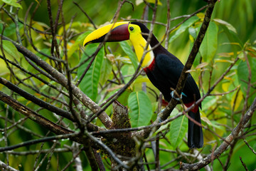 Naklejka premium Yellow-throated (Black-mandibled) Toucan - Ramphastos ambiguus is a large toucan in the family Ramphastidae