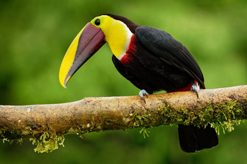 Yellow-throated (Black-mandibled) Toucan - Ramphastos ambiguus  is a large toucan in the family Ramphastidae © phototrip.cz