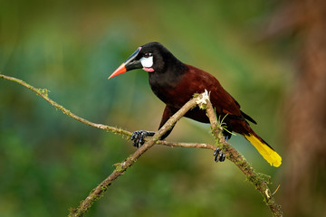 Fototapeta premium Montezuma Oropendola - Psarocolius montezuma New World tropical icterid bird