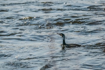 Obraz premium The great cormorant, a black piscivorous bird, swimming in river on a cold sunny day, ripples on water