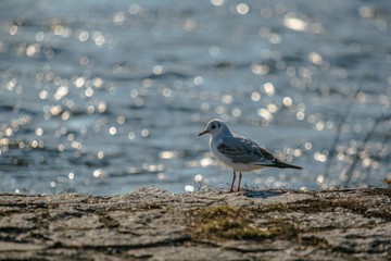 Wild white and grey colored black headed gull standing on a stone riverbank, blue river with reflection of sunlight making a bokeh in background