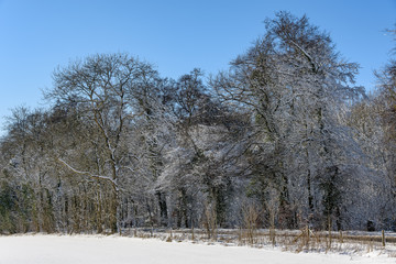 winter landscape with trees and snow