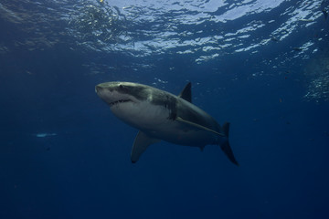Naklejka premium Żarłacz biały w nurkowaniu w klatce