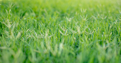 lawn