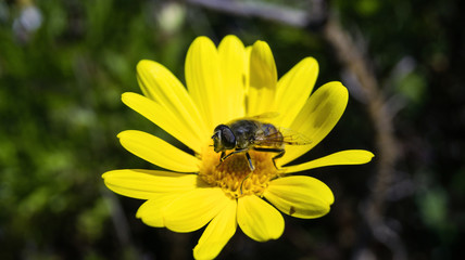 Abeja explorando