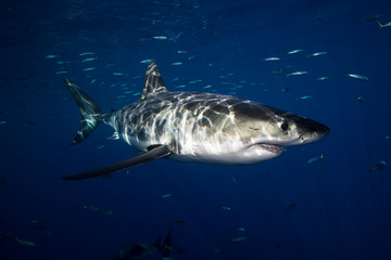 Fototapeta premium Great White Shark in cage diving 