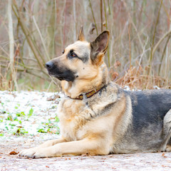 East European Shepherd. Young energetic dog walks in the forest.