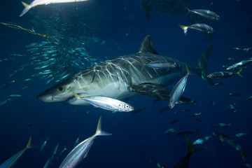 Fototapeta premium Great White Shark in cage diving 