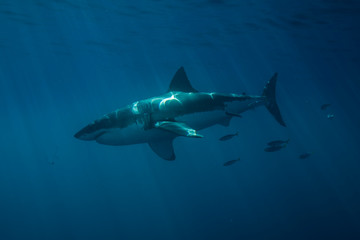 Fototapeta na wymiar Great White Shark in cage diving 
