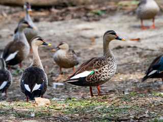 Indian Spot-billed Duck (Anas poecilorhyncha) race 
