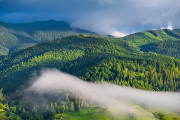 Forest in the mountains. Summer forest in mountains. Natural summer landscape. Forest in fog. Rural landscape. Mountains landscape-image