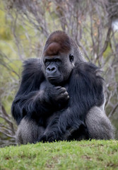 Western Lowland Gorilla sitting on a hill