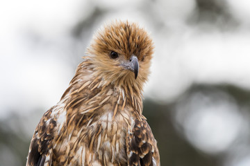 Australian raptor Whistling Kite headshot