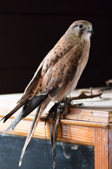 Australian kestrel